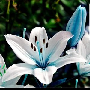 Meet your Posher, Nimra